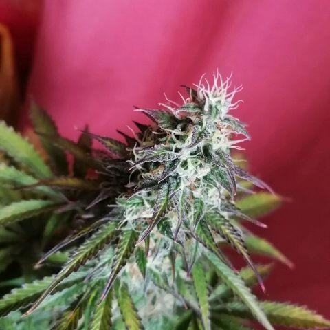 Northern Light Automatic growlog timeline photo