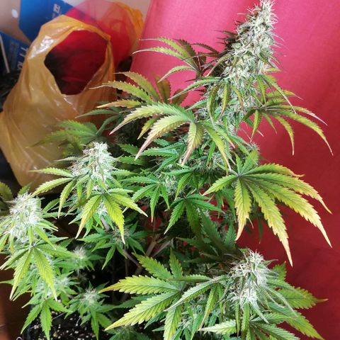 Northern Light Automatic growlog timeline photo