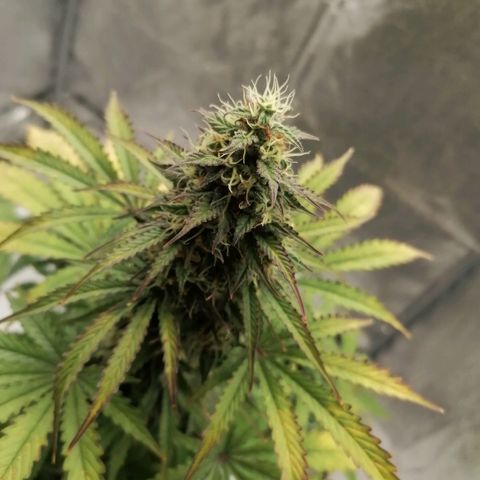 Northern Light Automatic growlog timeline photo