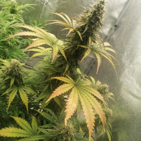 Northern Light Automatic growlog timeline photo