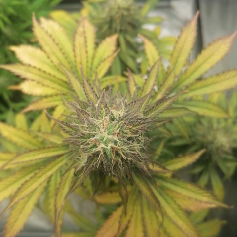 Northern Light Automatic growlog timeline photo