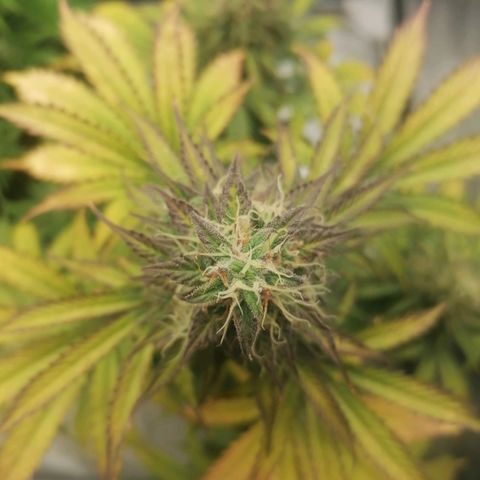 Northern Light Automatic growlog timeline photo