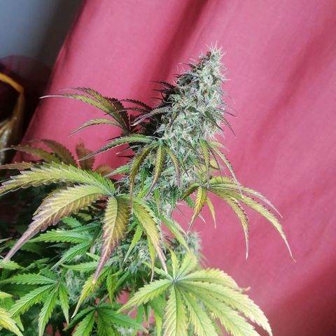 Northern Light Automatic growlog timeline photo
