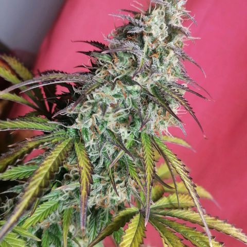 Northern Light Automatic growlog timeline photo