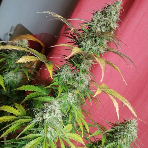 Northern Light Automatic growlog timeline photo