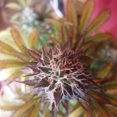 Northern Light Automatic growlog timeline photo