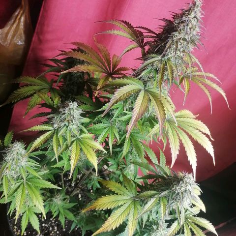 Northern Light Automatic growlog timeline photo
