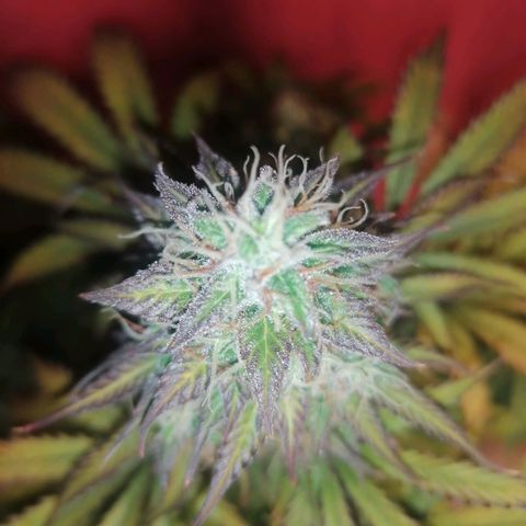 Northern Light Automatic growlog timeline photo