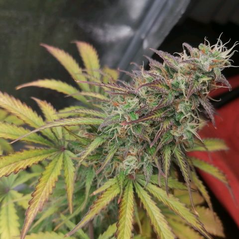 Northern Light Automatic growlog timeline photo