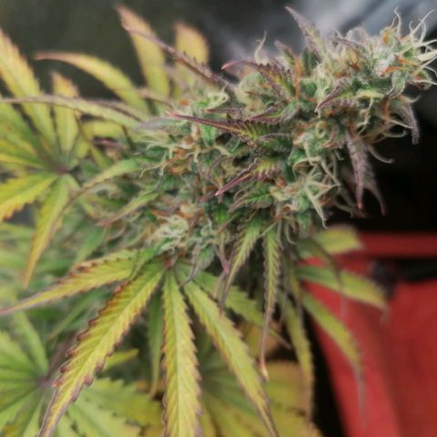 Northern Light Automatic growlog timeline photo