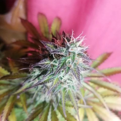 Northern Light Automatic growlog timeline photo
