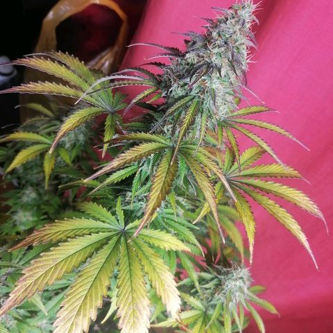 Northern Light Automatic growlog timeline photo