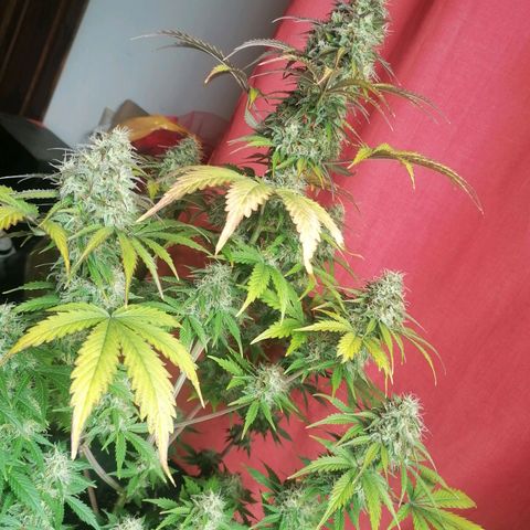 Northern Light Automatic growlog timeline photo