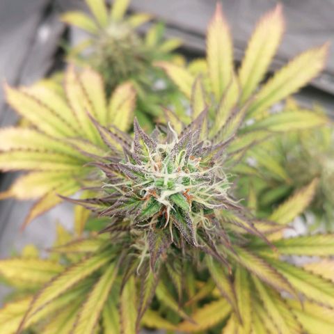 Northern Light Automatic growlog timeline photo