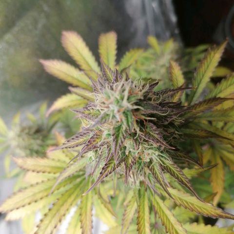 Northern Light Automatic growlog timeline photo