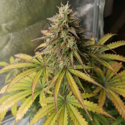 Northern Light Automatic growlog timeline photo