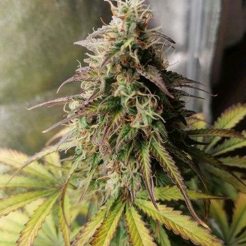 Northern Light Automatic growlog timeline photo