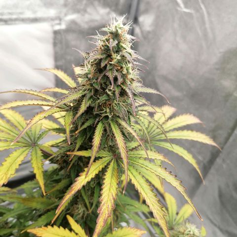 Northern Light Automatic growlog timeline photo