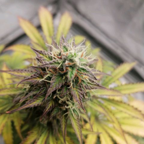 Northern Light Automatic growlog timeline photo