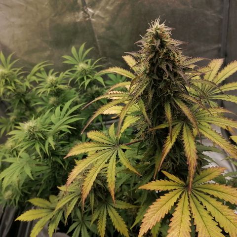 Northern Light Automatic growlog timeline photo