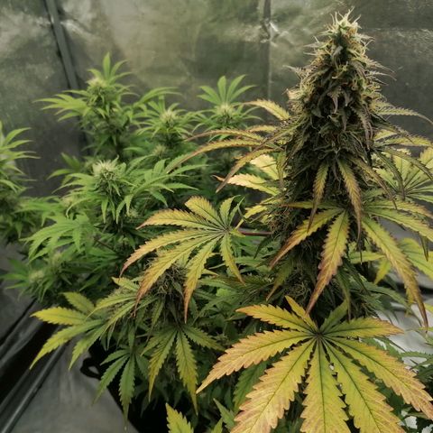 Northern Light Automatic growlog timeline photo