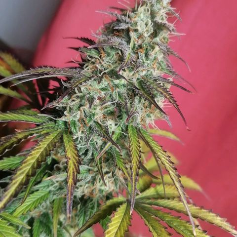 Northern Light Automatic growlog timeline photo