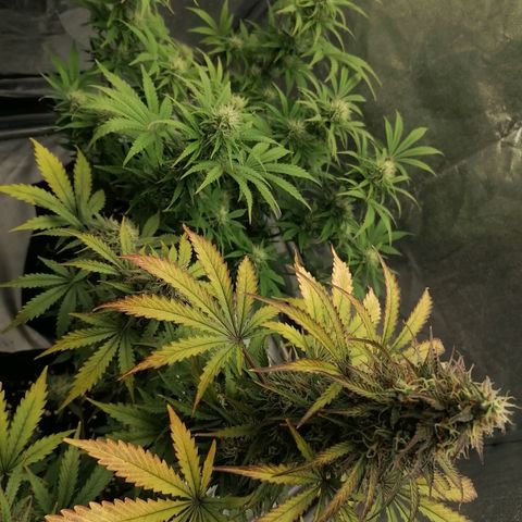 Northern Light Automatic growlog timeline photo