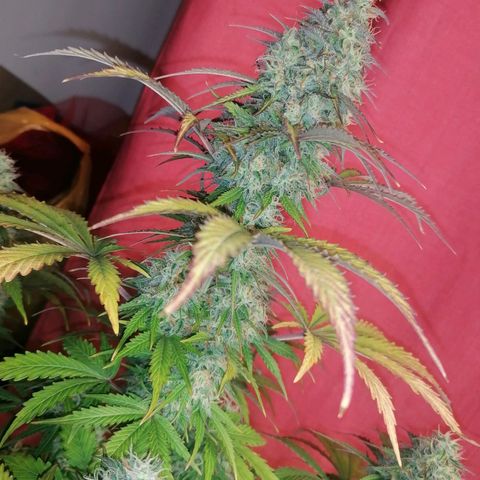 Northern Light Automatic growlog timeline photo