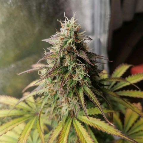 Northern Light Automatic growlog timeline photo