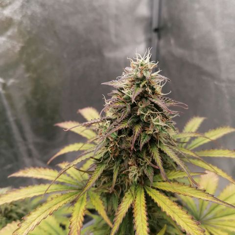 Northern Light Automatic growlog timeline photo