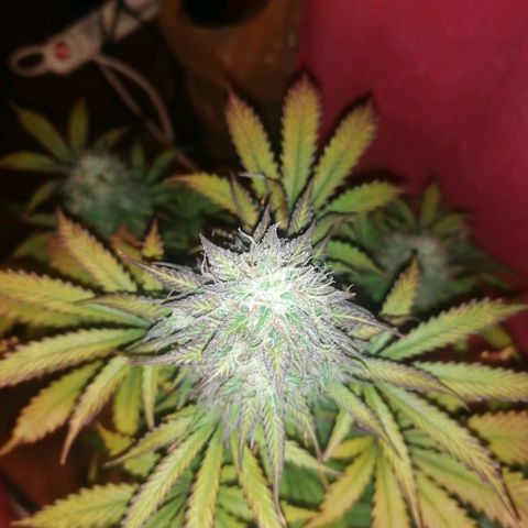 Northern Light Automatic growlog timeline photo