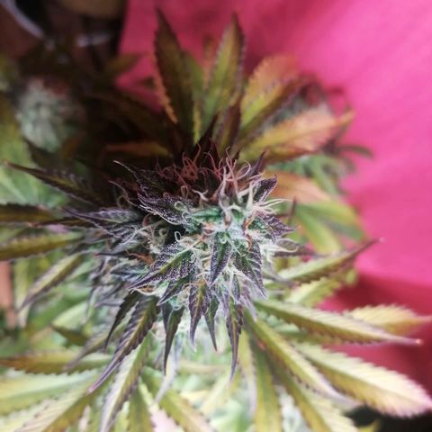 Northern Light Automatic growlog timeline photo