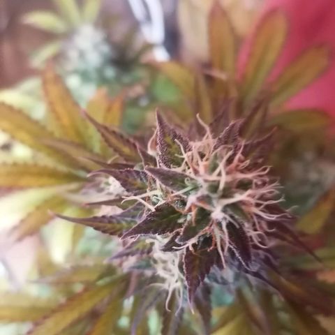 Northern Light Automatic growlog timeline photo