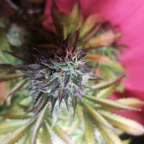 Northern Light Automatic growlog timeline photo