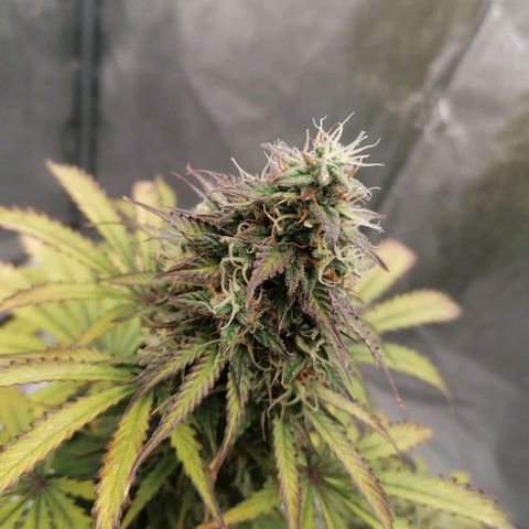 Northern Light Automatic growlog timeline photo