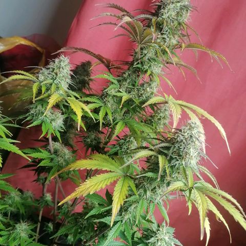 Northern Light Automatic growlog timeline photo