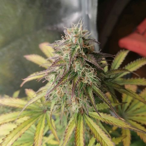 Northern Light Automatic growlog timeline photo