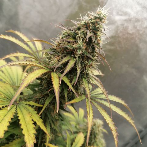 Northern Light Automatic growlog timeline photo