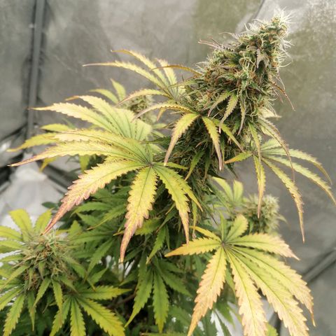 Northern Light Automatic growlog timeline photo