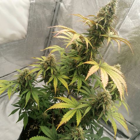 Northern Light Automatic growlog timeline photo
