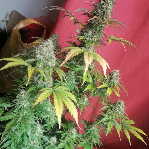 Northern Light Automatic growlog timeline photo