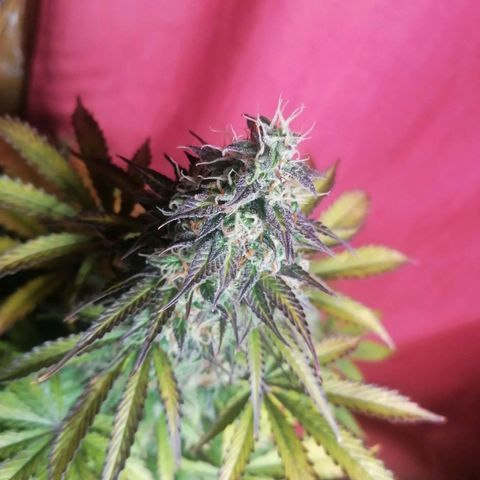 Northern Light Automatic growlog timeline photo