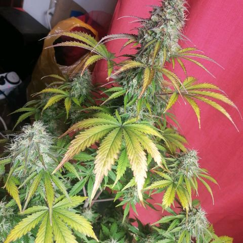 Northern Light Automatic growlog timeline photo