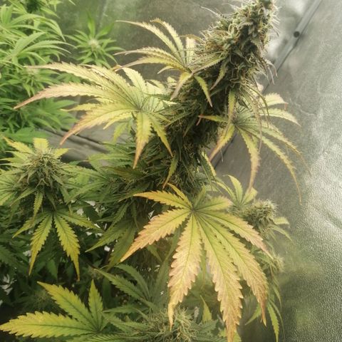 Northern Light Automatic growlog timeline photo