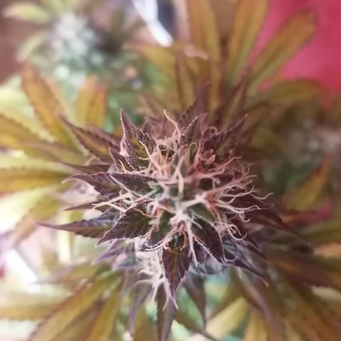 Northern Light Automatic growlog timeline photo
