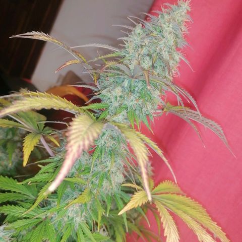 Northern Light Automatic growlog timeline photo