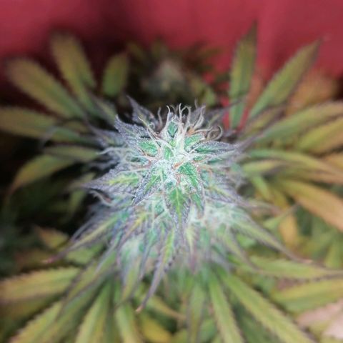 Northern Light Automatic growlog timeline photo