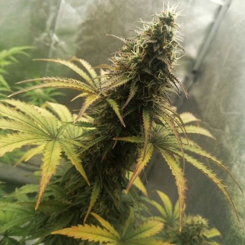 Northern Light Automatic growlog timeline photo