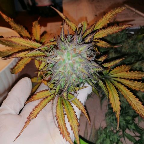 Northern Light Automatic growlog timeline photo