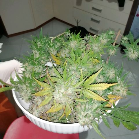 Northern Light Automatic growlog timeline photo